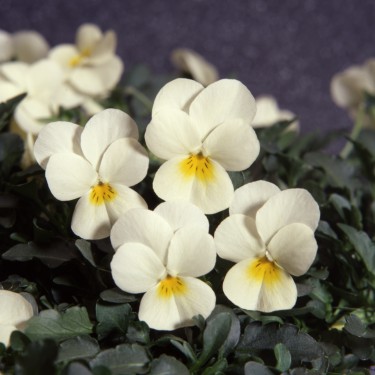 Viola corn. Colgante Golden Cream 